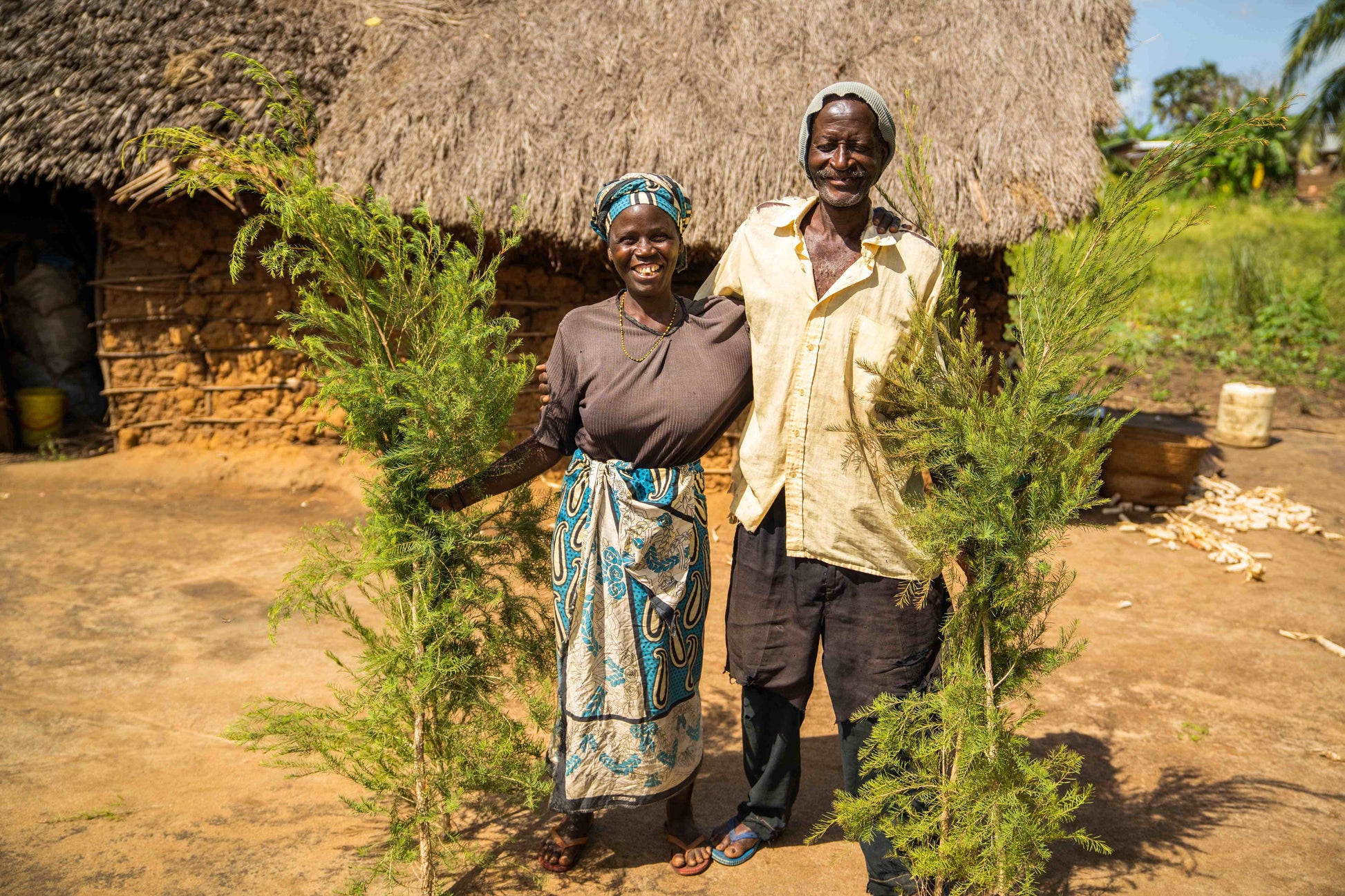 3X Impact Tea Tree, Kenya 12