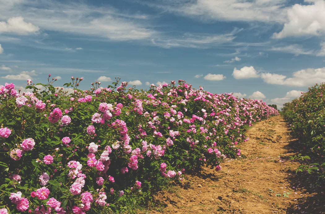 rose sourcing 1050x693 eu