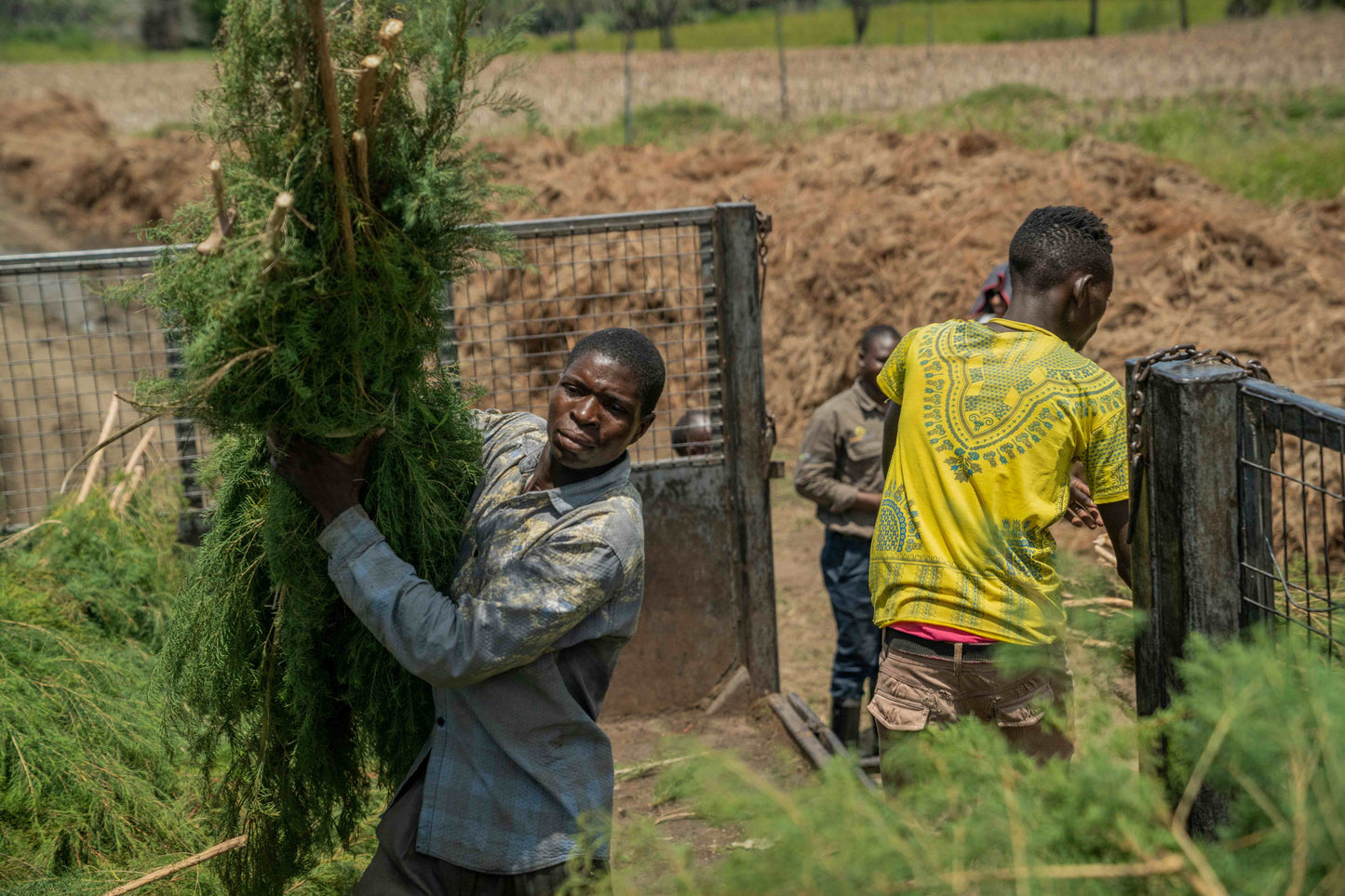 Doterra Teafa (Tea tree) illóolaj 15 ml