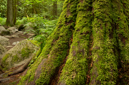 Doterra Vörös cédrus (Cedarwood) illóolaj 15 ml